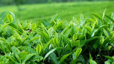 Chè Tân Cương. Ảnh: Chè búp Tân Cương.