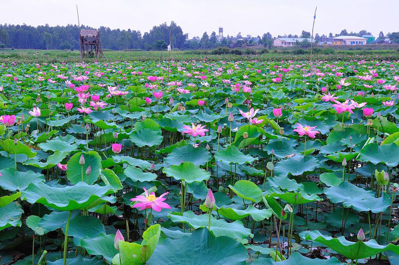 Tổng quan về Vùng đồng bằng sông Cửu Long