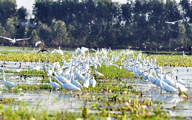 Khu bảo tồn đất ngập nước Láng Sen (Long An).