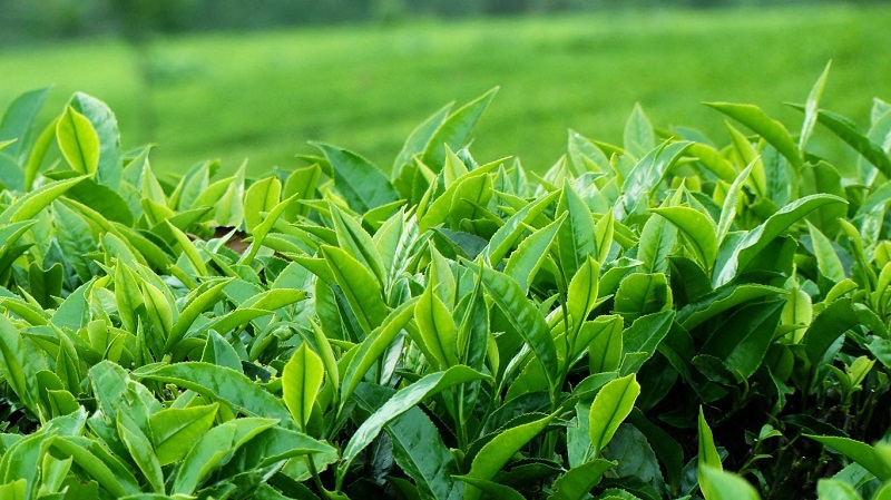 Chè Tân Cương. Ảnh: Chè búp Tân Cương.
